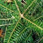 Abies balsamea 叶