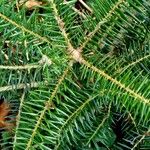 Abies balsamea Feuille