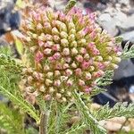 Achillea distans Žiedas