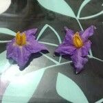 Solanum virginianum花