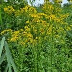 Senecio squalidusBlomst