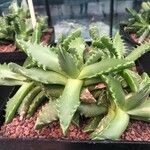 Faucaria tigrina Blatt