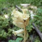 Monotropa hypopitys Flor