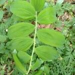 Polygonatum multiflorum Листок