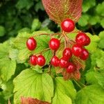 Viburnum opulusMeyve