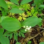 Convallaria majalis Folha