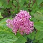 Ceanothus americanus Flor