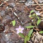 Claytonia caroliniana Flor