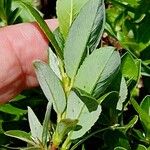 Salix breviserrata Likasa