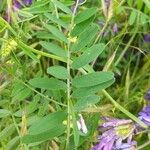 Vicia villosa 葉