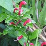 Centropogon cornutus Flower