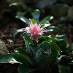 Aechmea fasciata Flower