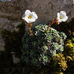 Saxifraga marginata Λουλούδι