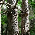 Pinus resinosa Bark