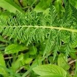 Pedicularis foliosa List