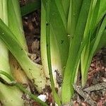 Allium senescens Bark