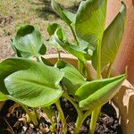 Calla palustris पत्ता