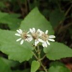 Pericallis appendiculata Flower