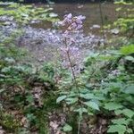 Hylodesmum glutinosum Blüte