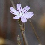 Stephanomeria diegensis Flower