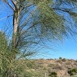 Casuarina cunninghamiana Lehti