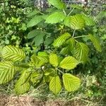 Rubus discolor برگ