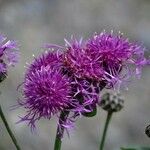 Centaurea scabiosaFlor