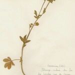 Potentilla pyrenaica Habit