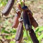 Crotalaria retusa 果