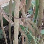 Roldana petasitis Bark