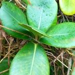 Clusia mangle Hoja