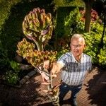 Agave americanaFlower