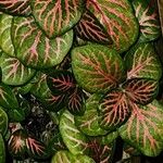 Fittonia albivenis List