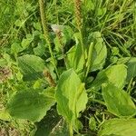 Plantago major Хабит