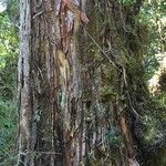 Fitzroya cupressoides Kabuk