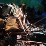 Sanicula canadensis Corteza
