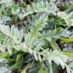 Astragalus sesameus Leaf