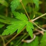 Geranium sibiricum List