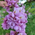 Robinia hispida Blüte