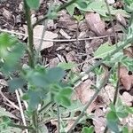 Cytisus scoparius Leaf