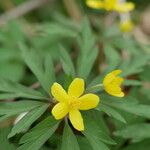 Anemone ranunculoides Hábito