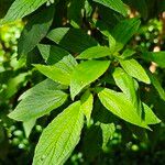 Gesnouinia arborea Leaf