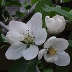 Malus domestica 花