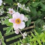 Anemone x hybrida Blüte