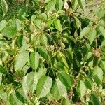 Handroanthus heptaphyllus Folha