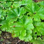 Darmera peltata Feuille