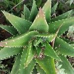 Aloe mitriformis Листок