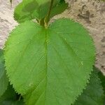 Morus indica Blatt