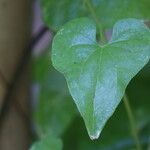 Dioscorea caucasica Leaf