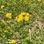 Hieracium caespitosum ᱵᱟᱦᱟ